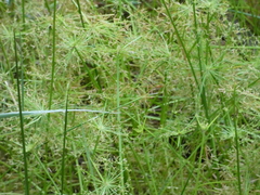 Cyperus haspan juncoides