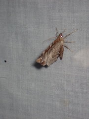 Eulithis molliculata