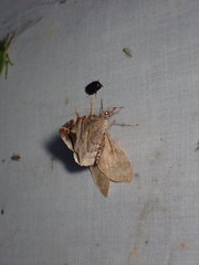 Eulithis molliculata