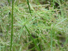 Cyperus haspan juncoides
