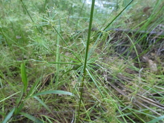 Cyperus haspan juncoides