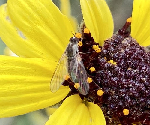 iNaturalist observation photo of Geron