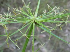 Cyperus haspan juncoides