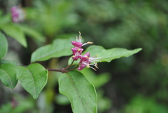 Lonicera acuminata