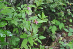 Lonicera acuminata