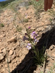 Penstemon laricifolius