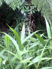 Molineria capitulata