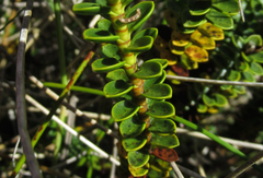 Veronica pauciramosa