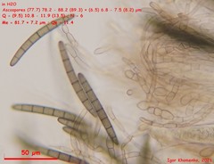 Geoglossum glabrum