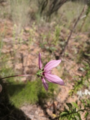 Cosmos carvifolius