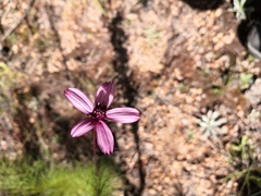 Cosmos carvifolius