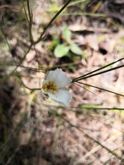 Calochortus ownbeyi