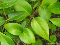 Vinca difformis