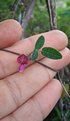 Galactia brachystachys