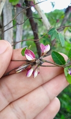 Galactia brachystachys