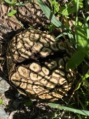 Calvatia sculpta