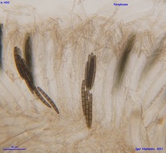 Geoglossum glabrum