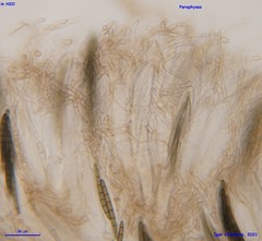Geoglossum glabrum