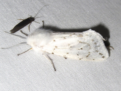 Spilosoma dubia