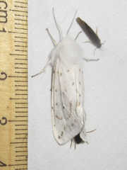 Spilosoma dubia