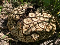 Calvatia sculpta