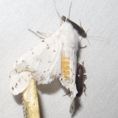 Spilosoma dubia