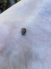 Hippodamia oregonensis