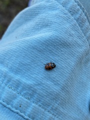 Hippodamia oregonensis