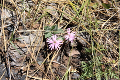 Silene hookeri