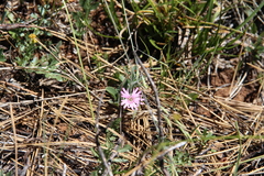 Silene hookeri