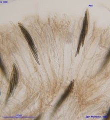Geoglossum glabrum
