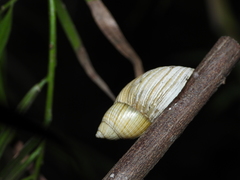 Plectostylus araucanus