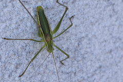 Odontura glabricauda