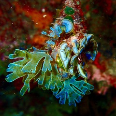 Lobophora variegata