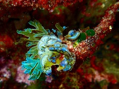 Lobophora variegata
