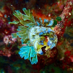Lobophora variegata