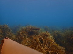 Olisthops cyanomelas