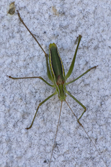 Odontura glabricauda