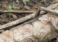 Emoia cyanura
