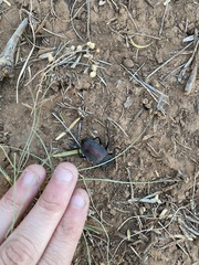 Eleodes suturalis
