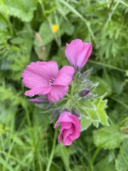 Linum hypericifolium