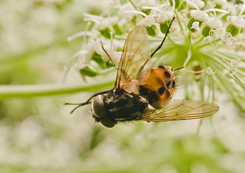 Graphomya maculata, 3981 Bunnik, Netherlands, photo 5 of 10