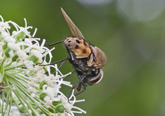 Graphomya maculata