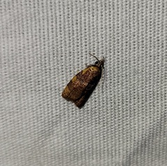 Cenopis diluticostana