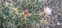Centaurea calcitrapa