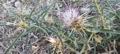 Centaurea calcitrapa
