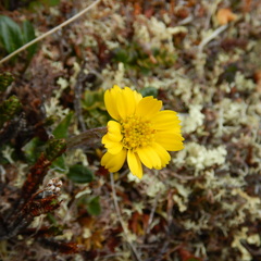 Tephroseris frigida