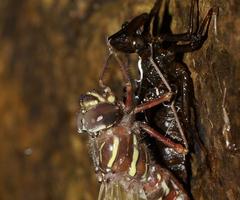 Austroaeschna inermis