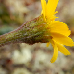 Tephroseris frigida