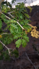 Ebenopsis caesalpinioides